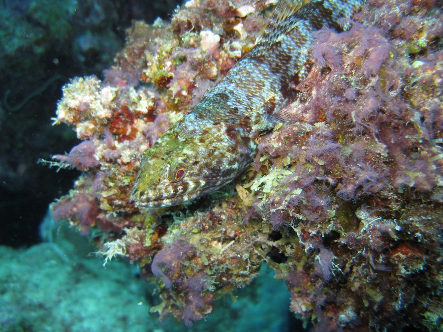 Dive Photos/2009-07 Great Barrier Reef/img_0951.jpg
